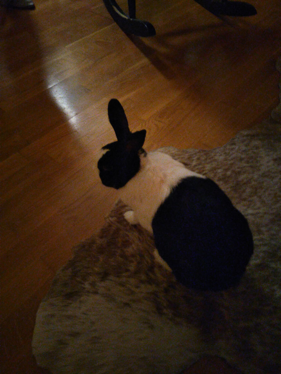 rabbit 03