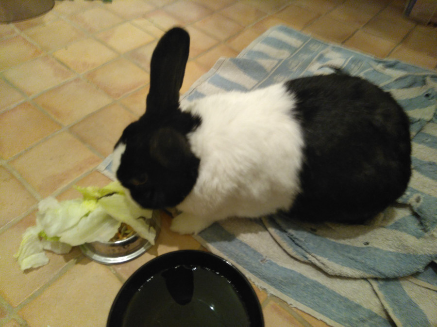 rabbit eating salad