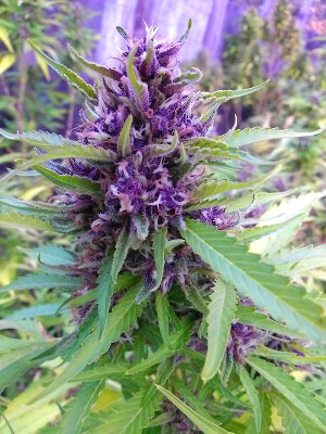 purple cannabis
