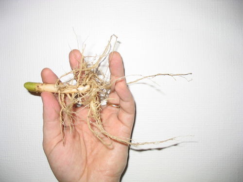 white_widow_2496.jpg